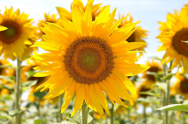 The Meaning of Sunflower