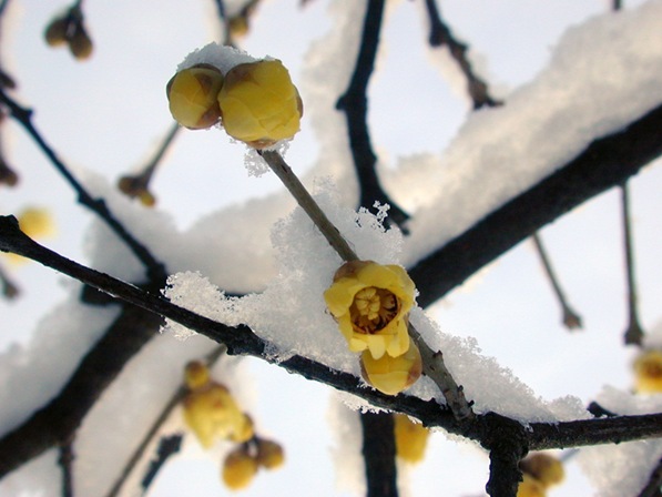Calicantus con neve