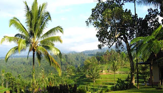 Kalibaru Plantation in Banyuwangi, East Java