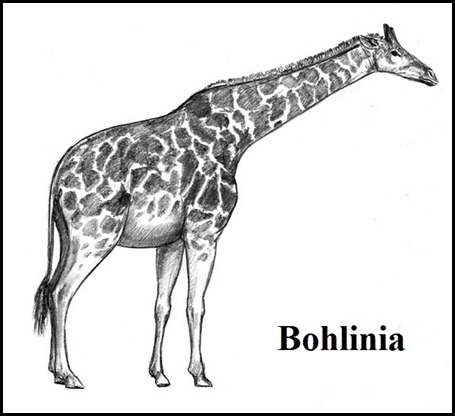 Bohl