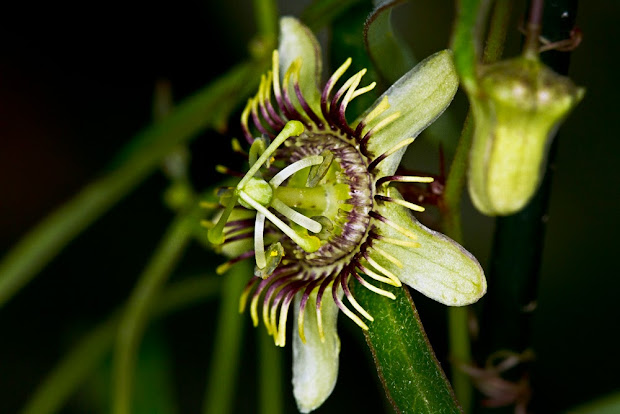 passiflora tenuiloba