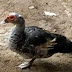 MORADORA DO MAUAZINHO PROCURA POR PATA POLIANA