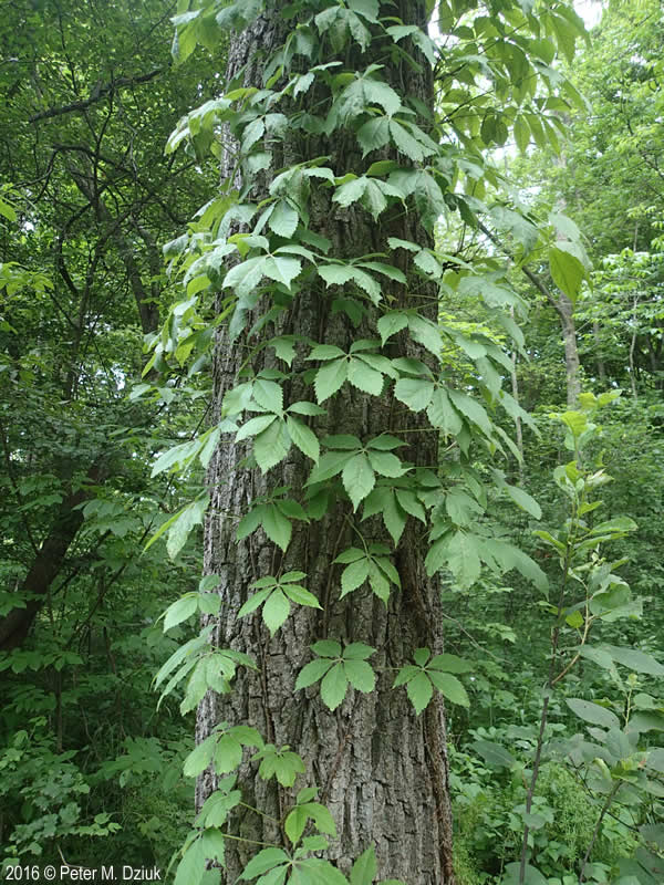 Девичий виноград пятилисточковый (Parthenocissus quinquefolia)