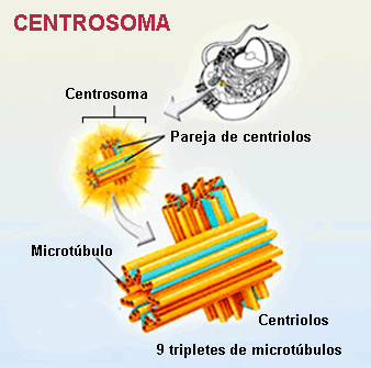 Estructura del centrosoma