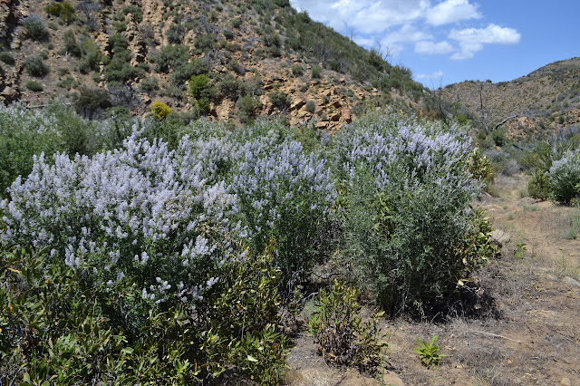 tiny flowers by the uncountables