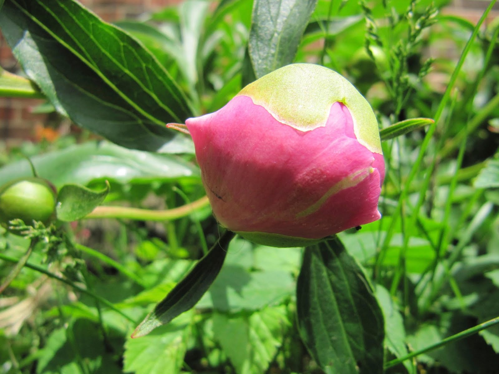 Image result for painting    green buds swelling