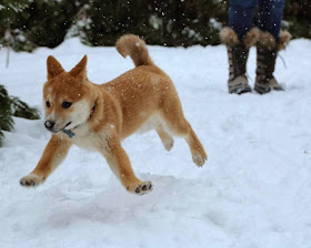 Cute dogs - part 3 (50 pics), shiba inu playing in the snow