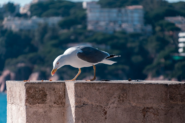 S´Agaró, costa brava, Girona, Cataluña..