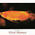 Postcards Received - Arowana's Fish