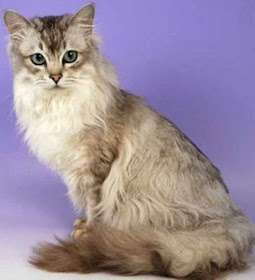 gambar kucing asian semi longhair atau kucing Tiffanie