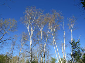white birch against a blue sky
