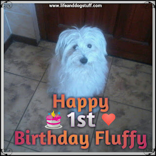 Happy first birthday Fluffy.