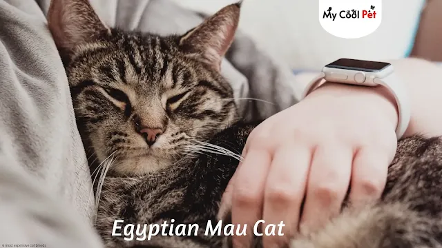 6 most expensive cat breeds