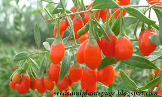Healh Benefits of Goji Berries