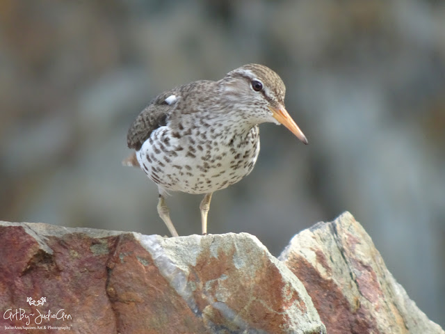 Canadian Wildlife Photographer