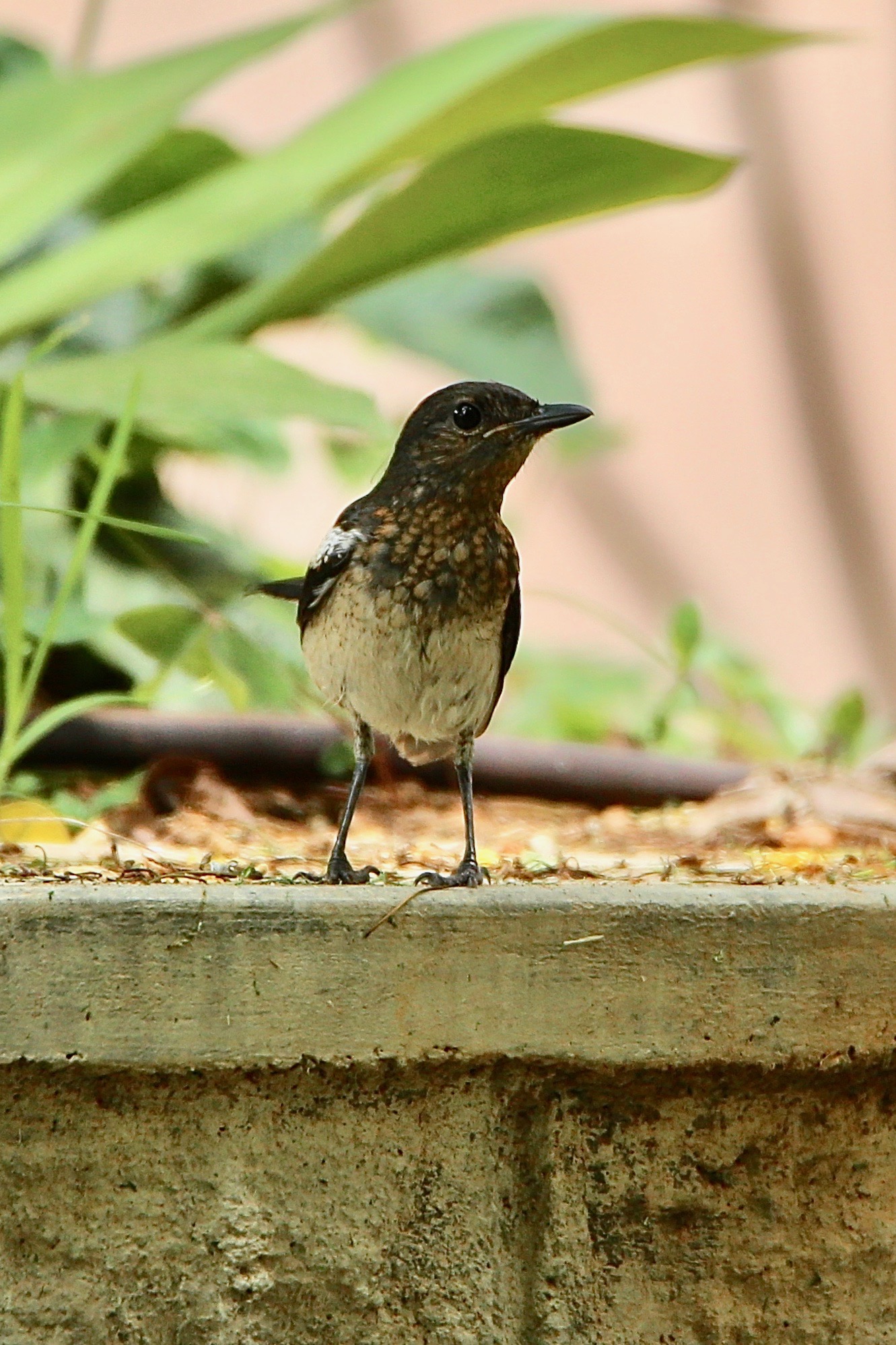 Oriental Magpie Robin juvenile female bird high resolution free