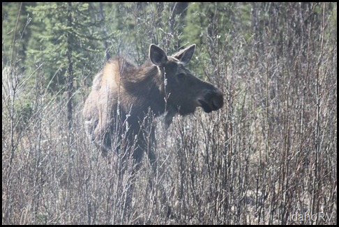 Moose-on-Side-of-Road