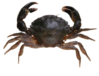 السلطعون : Crabe