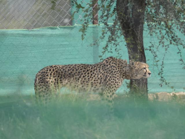 cheetah in kuno