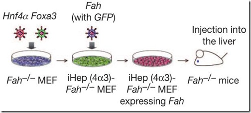 hepatocyte-conversion