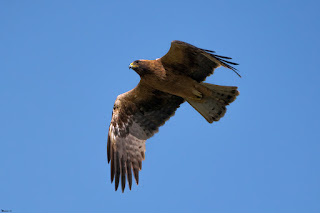 aguililla calzada-hieraaetus pennatus-calzada fase oscura-rapaces. jpg