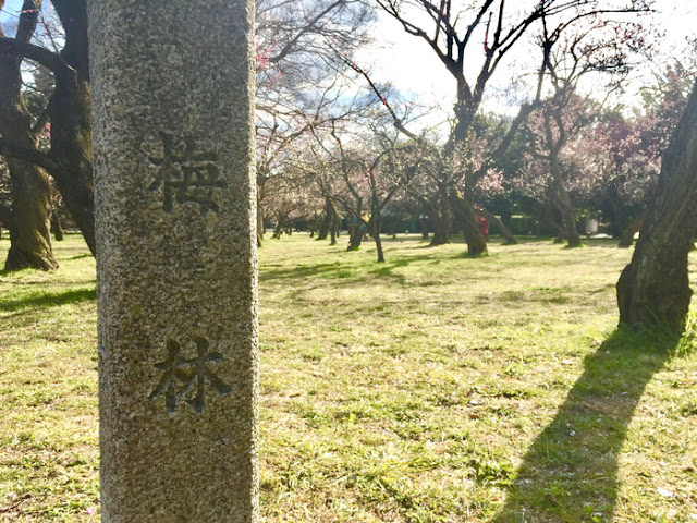 京都御所の梅林