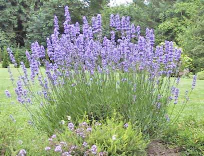 11 Tanaman Pengusir Nyamuk, bunga lavender, dammar-asihan.blogspot.com