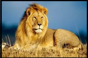 panthera leo