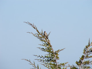 Song Sparrows