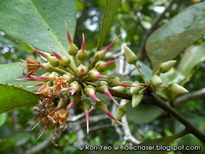 Kacang-kacang (Aegiceras corniculatum)