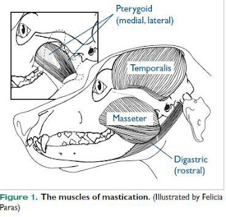 miositis enfermedad muscular perro 