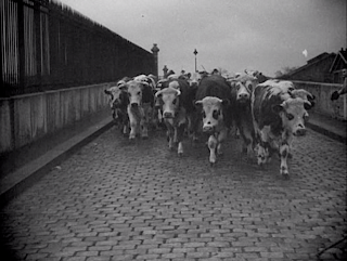 Le Sang des Bêtes - Georges Franju - Vaches