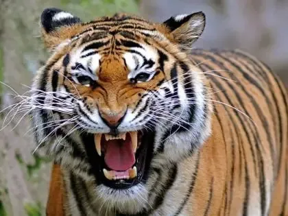 Chandrapur News,Chandrapur,Bramhapuri,Mul,Chandrapur Live,Tiger Attack,Chandrapur Tiger Attack,