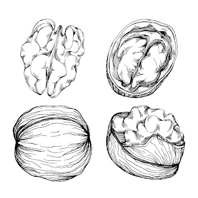 100+ Free Cartoon Images of Walnut dry fruit