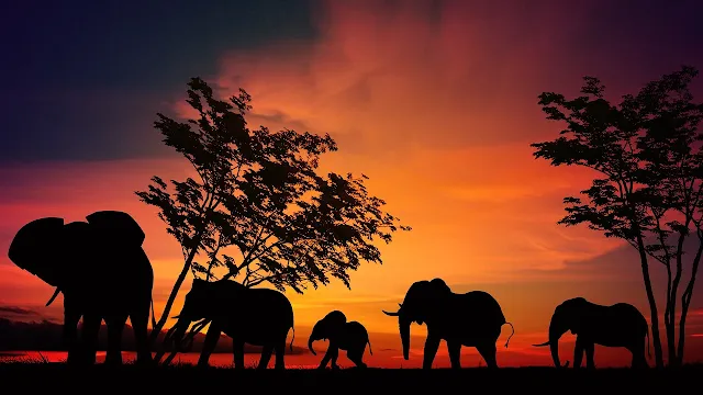 Elephant Images