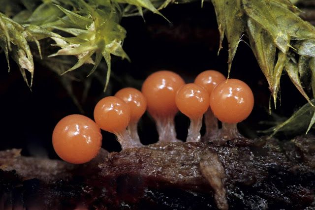 На этом изображении показаны плодовые тела слизевиков с круглыми спорами, покоящимися на головках стеблей.