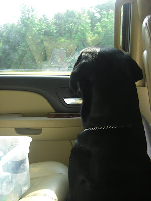 Picture of Rudy staring out the window in the car