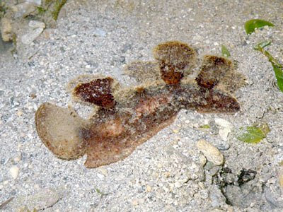 Nudibranch (Melibe viridis)