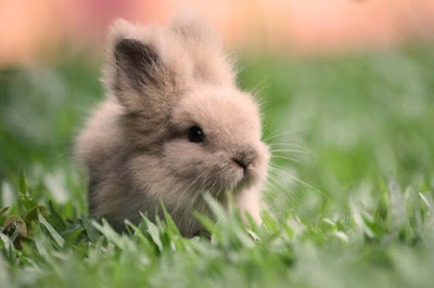 a-cuty-lovely-little-Rabbit-image