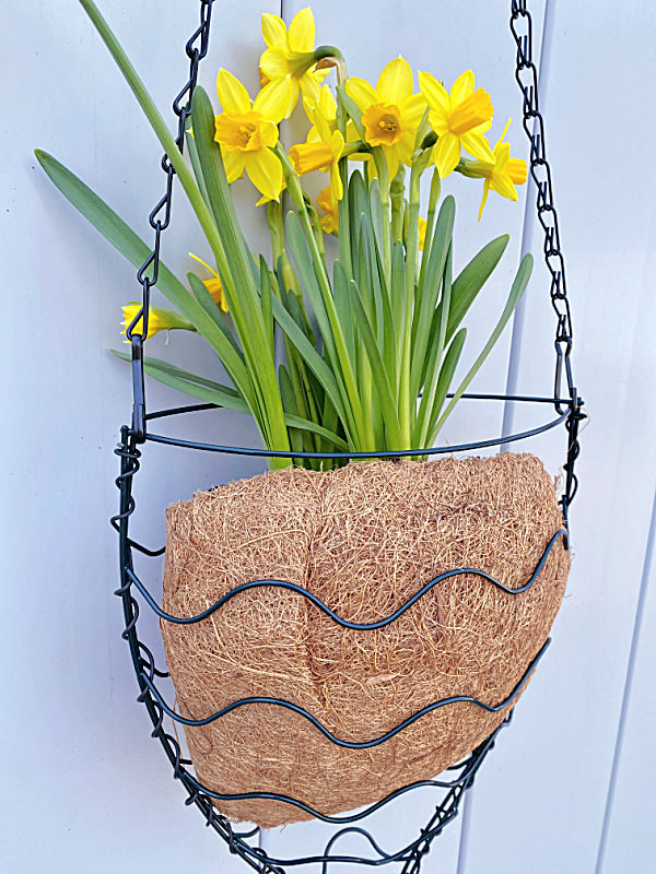 daffodils in fish tail planter