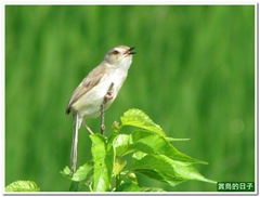 20120506_093414_068_BeiTou