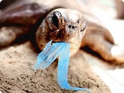 turtle eating plastic