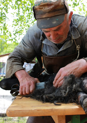 Traditional sheep shearing