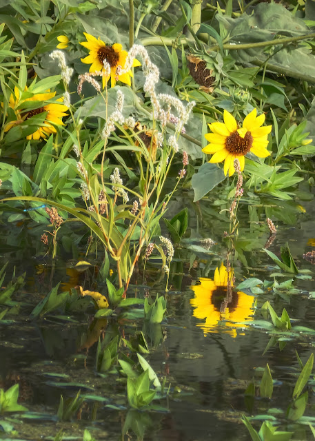 Flowers at Vic Fazio Wildlife Refuge Yolo Basin California