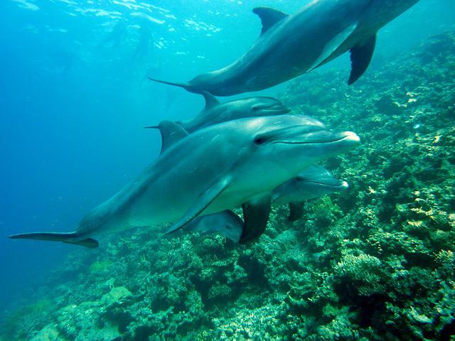 A bottlenose dolphin from the Indo-Pacific brushes itself against gorgonian corals. According to a new study, dolphins may behave in this unusual way to maintain their skin healthy due to compounds found in corals.