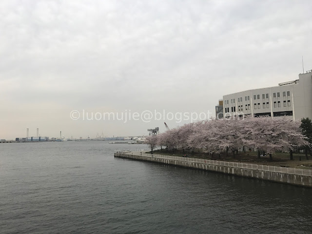 Japan cherry blossoms