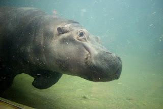 Hippopotamus amphibious