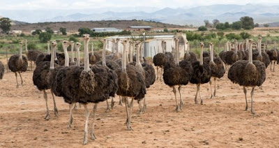 Ostrich Farms