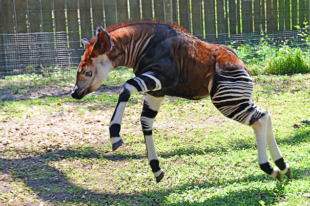 حيوان أكاب Okapi
