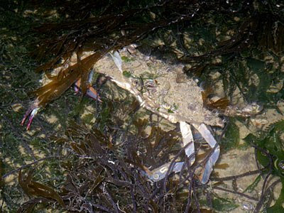 Flower crabs (Portunus pelagicus)